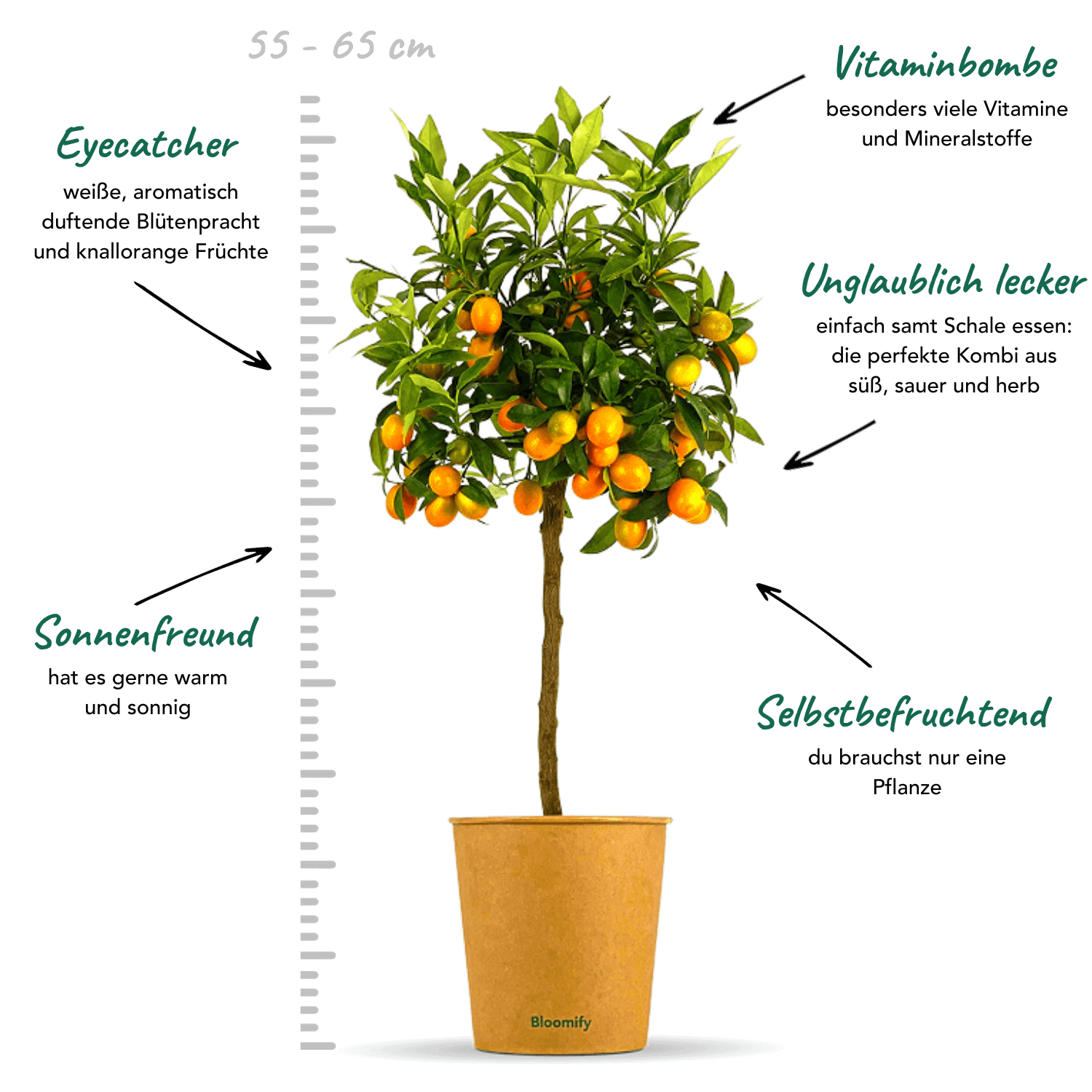Kumquat "Kasimir"