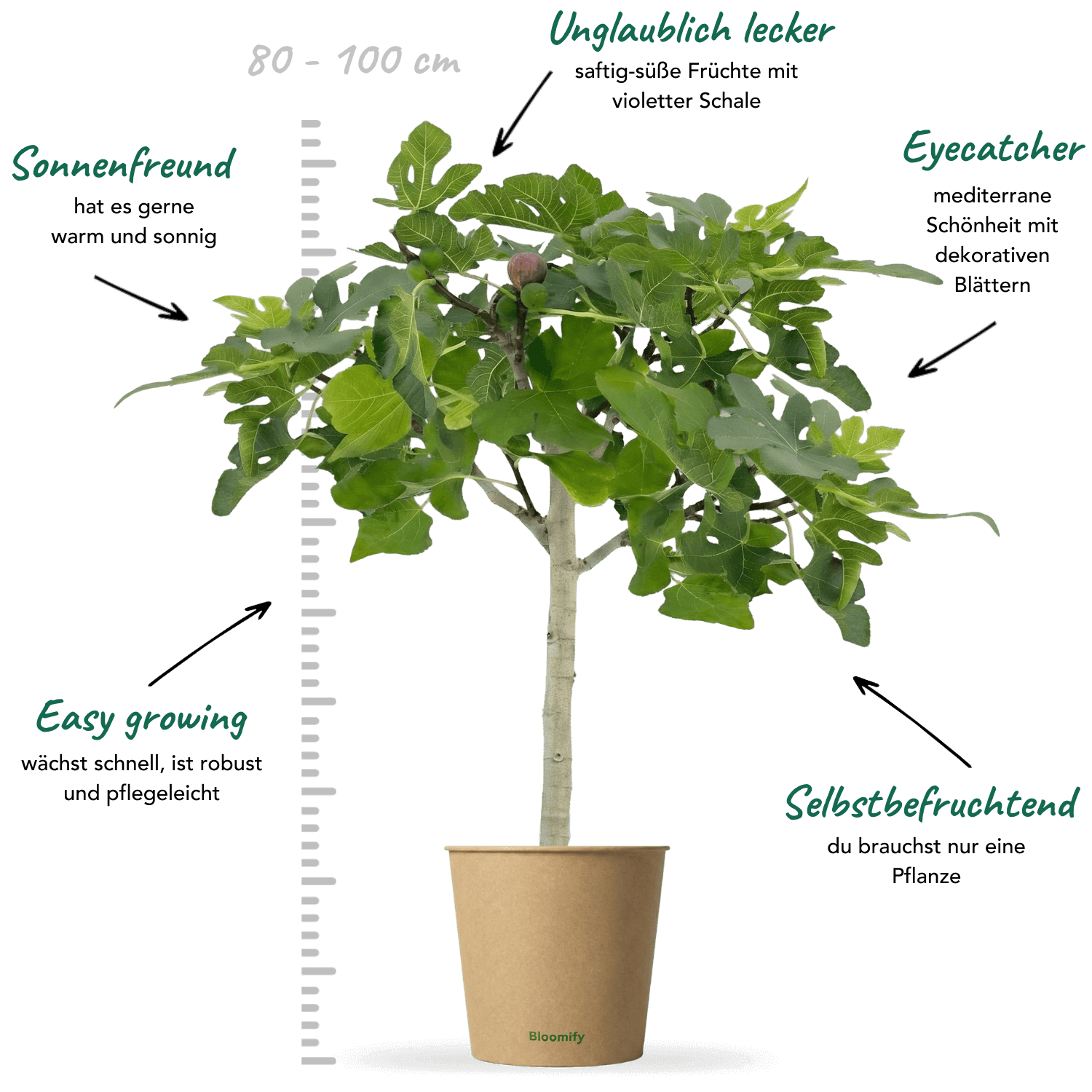 Balkon-Feigenbaum "Flavio"