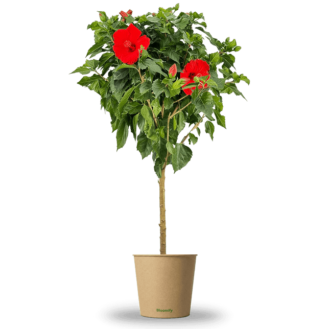 Hibiskus Stamm rot "Helena"