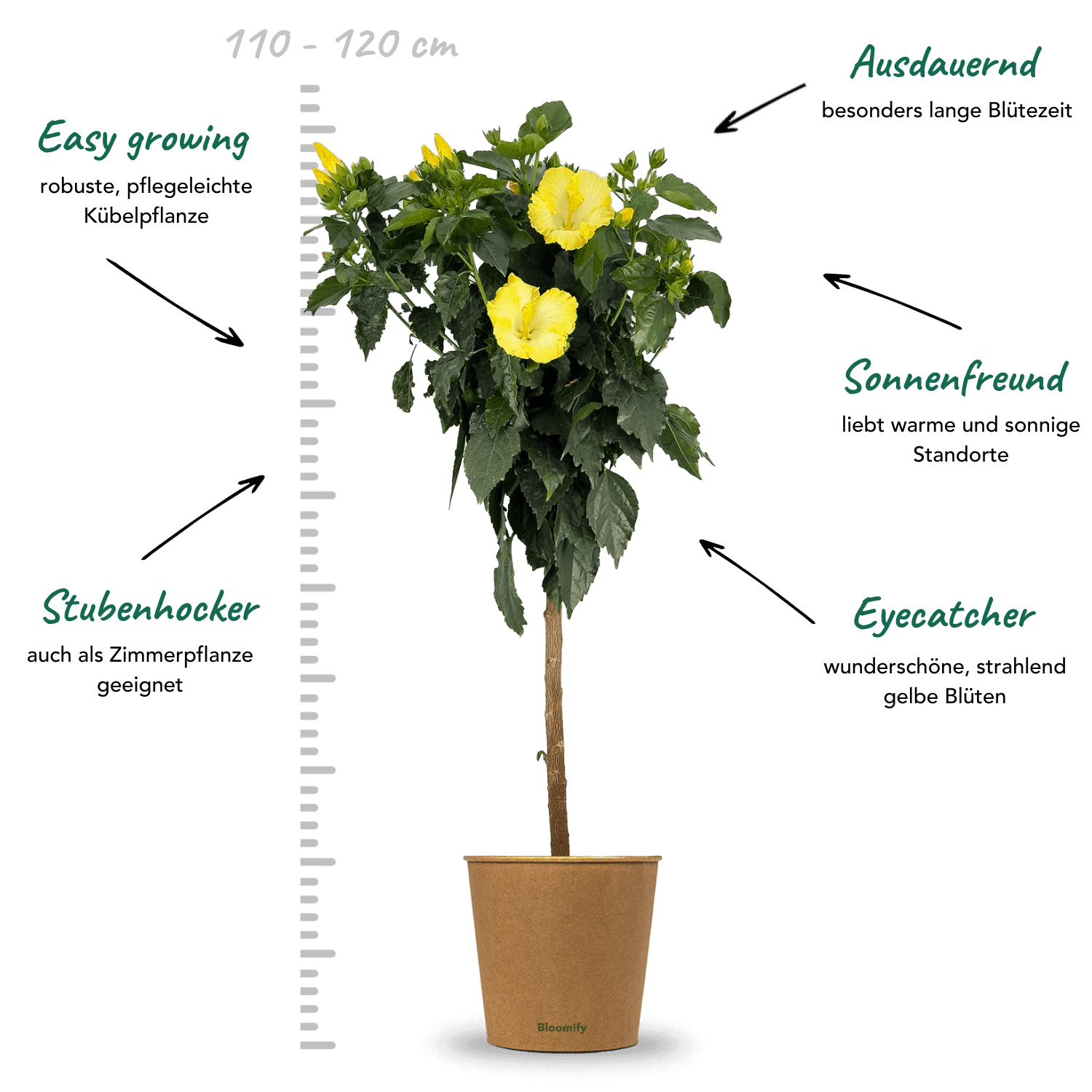 Hibiskus Stamm gelb "Helena"