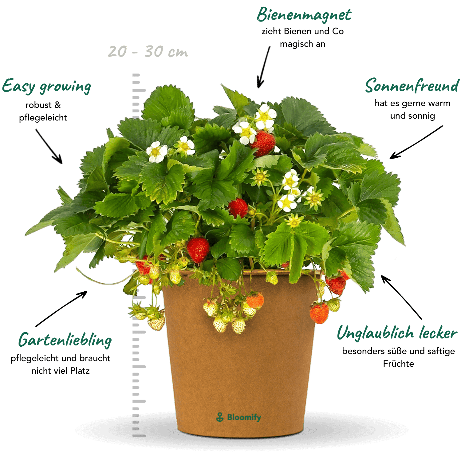 Balkon-Erdbeere "Enno"