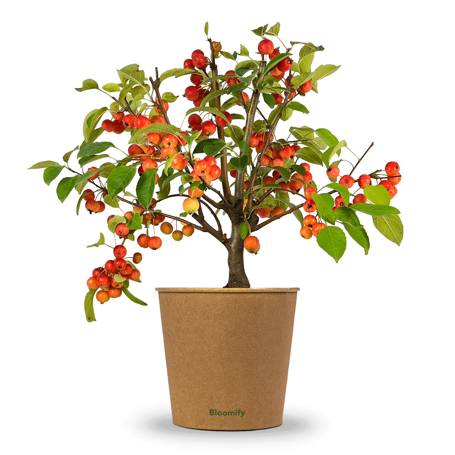 Zwergapfel rot "Alma"