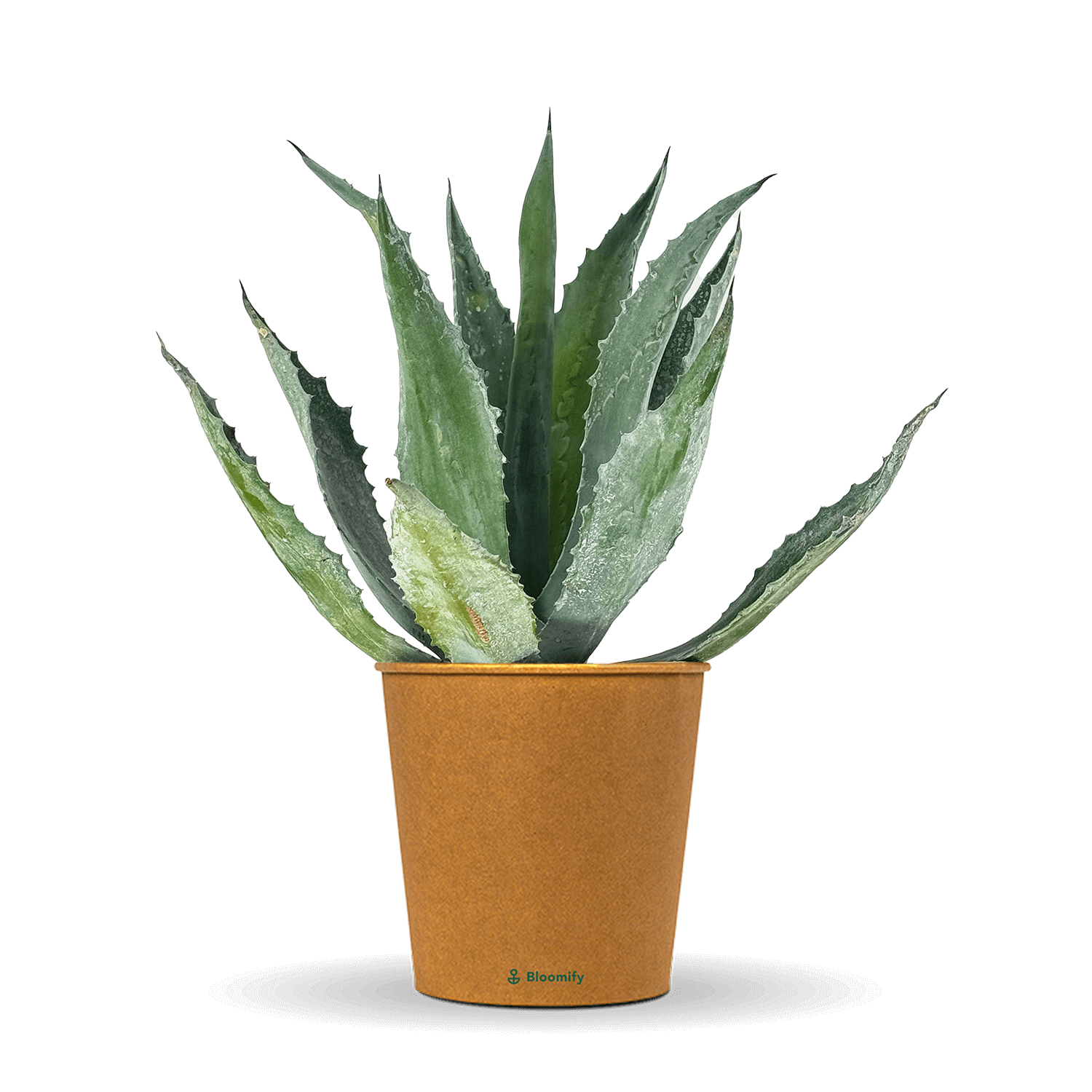 Agave "Agathe"