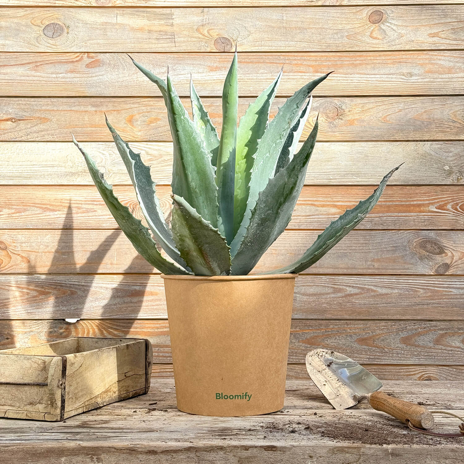 Agave "Agathe"