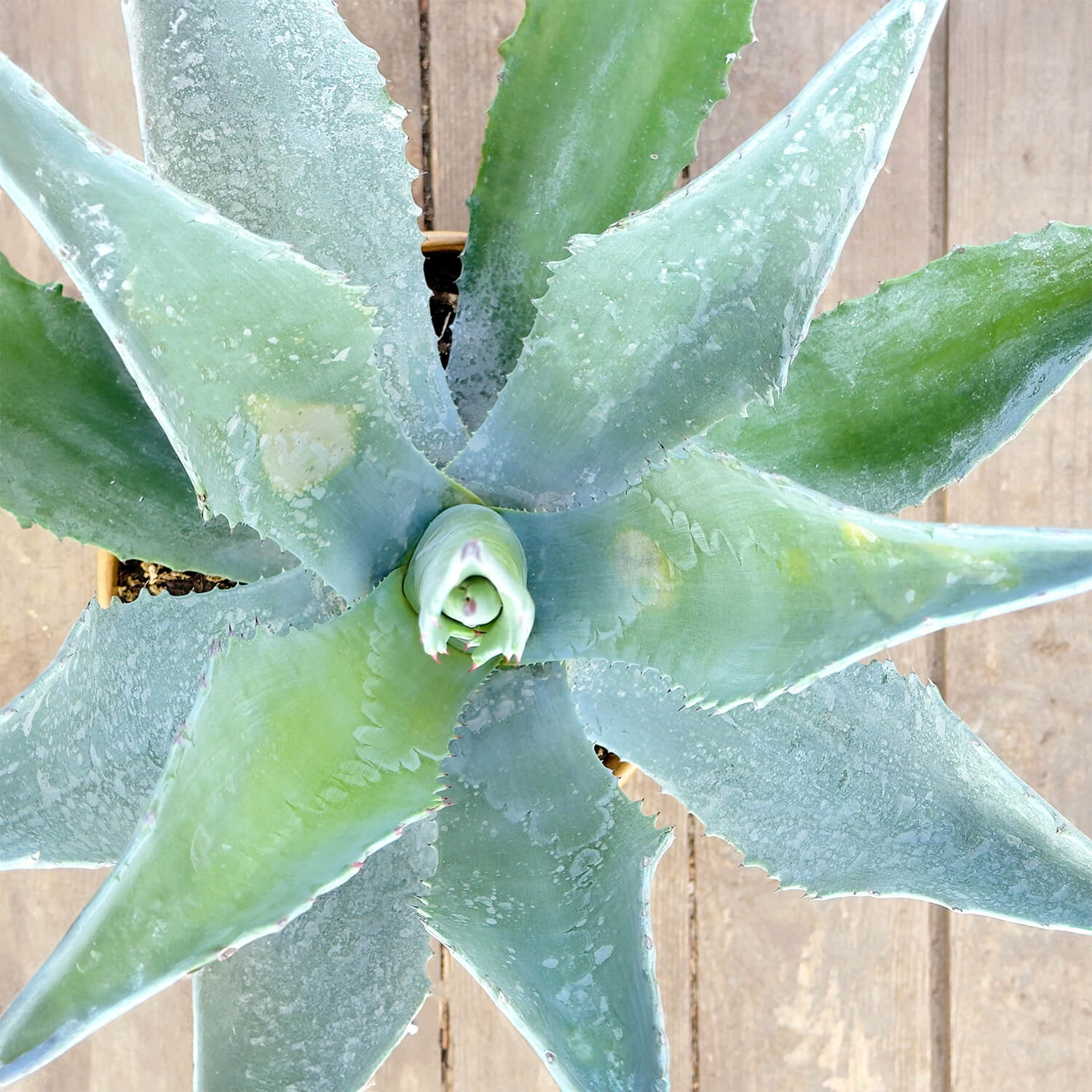 Agave "Agathe"