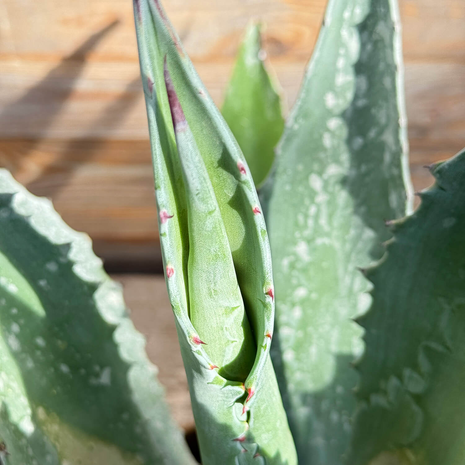 Agave "Agathe"