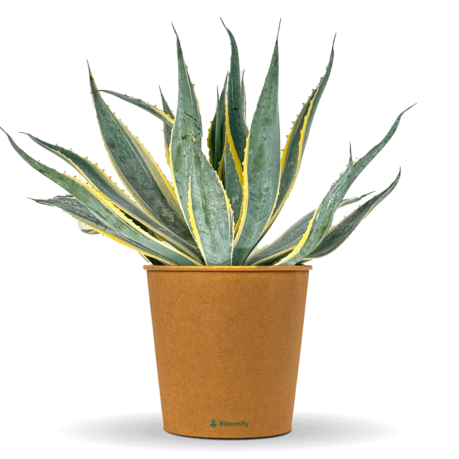 Agave 