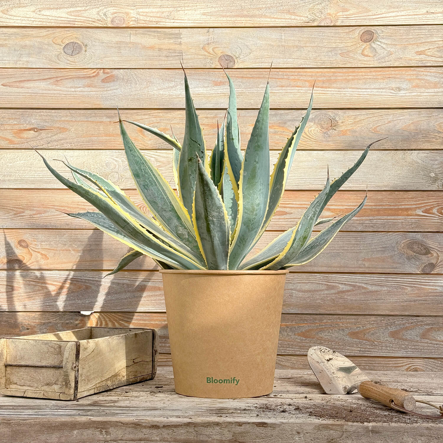 Agave gestreift "Agnes"