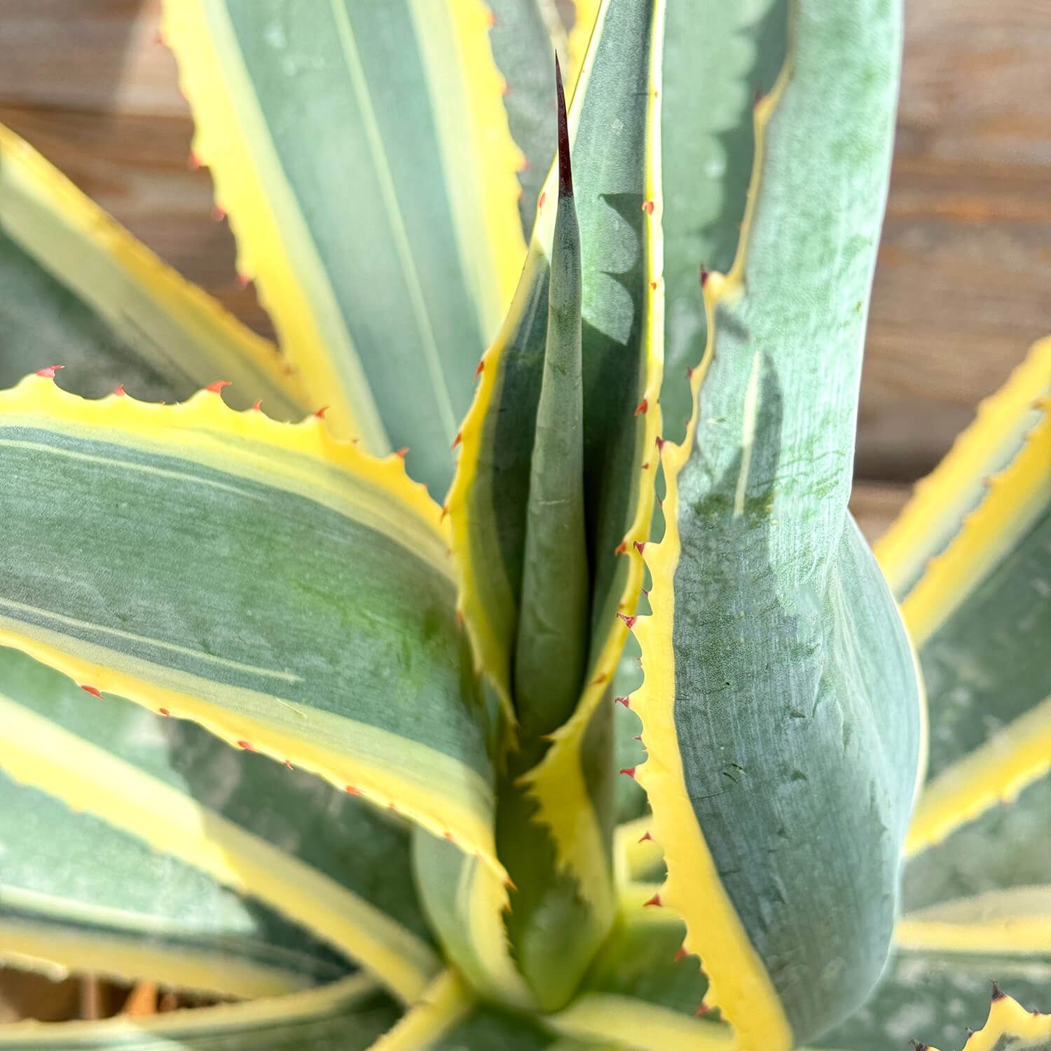 Agave gestreift "Agnes"