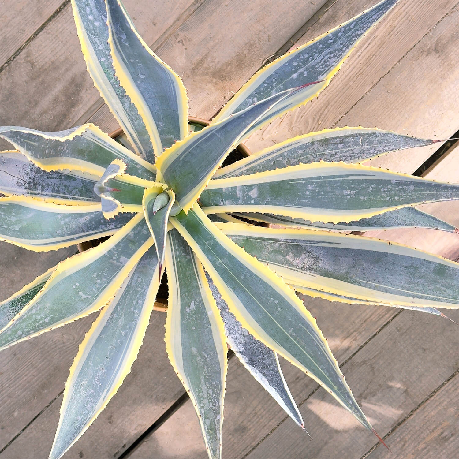 Agave gestreift "Agnes"