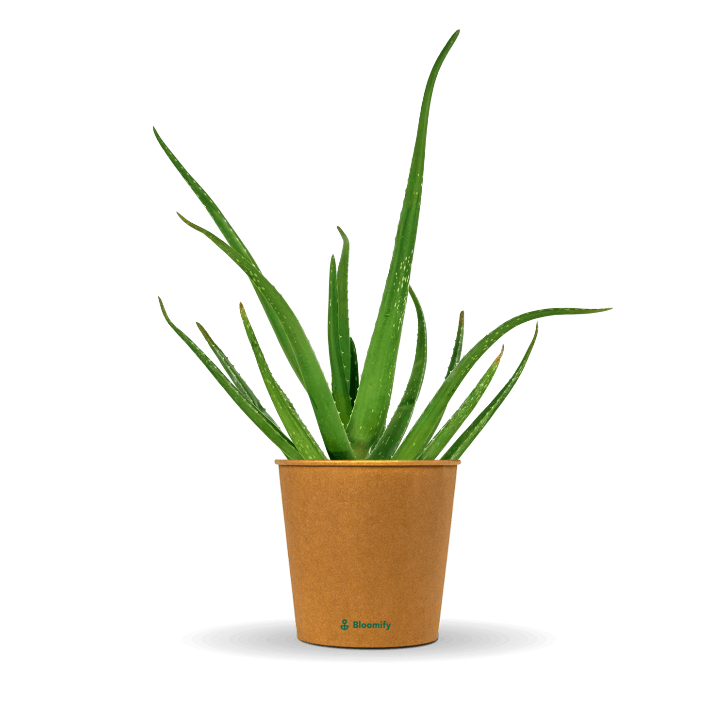Aloe Vera „Alfonso“ – Aloe-Vera-Pflanze in Gärtnerqualität kaufen