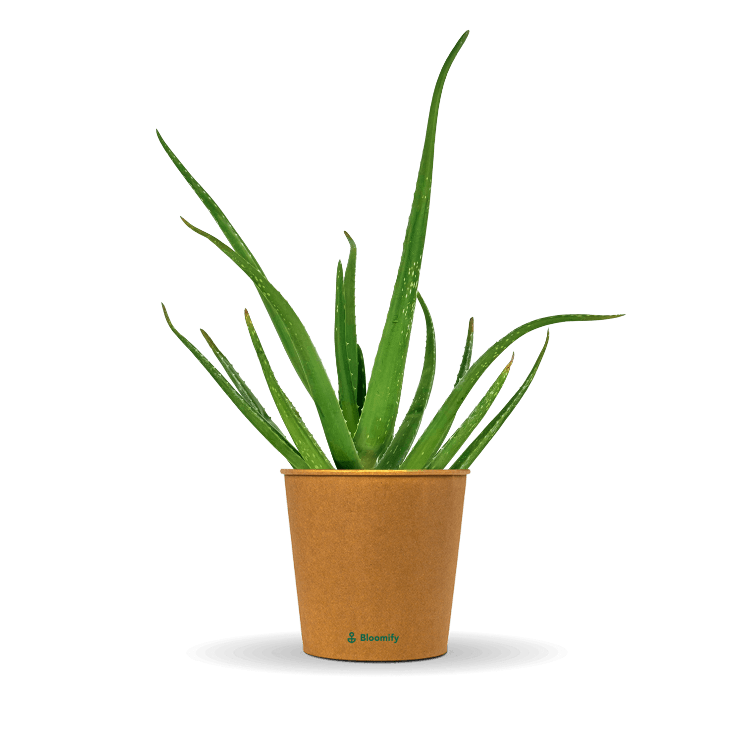 Aloe Vera "Alfonso"