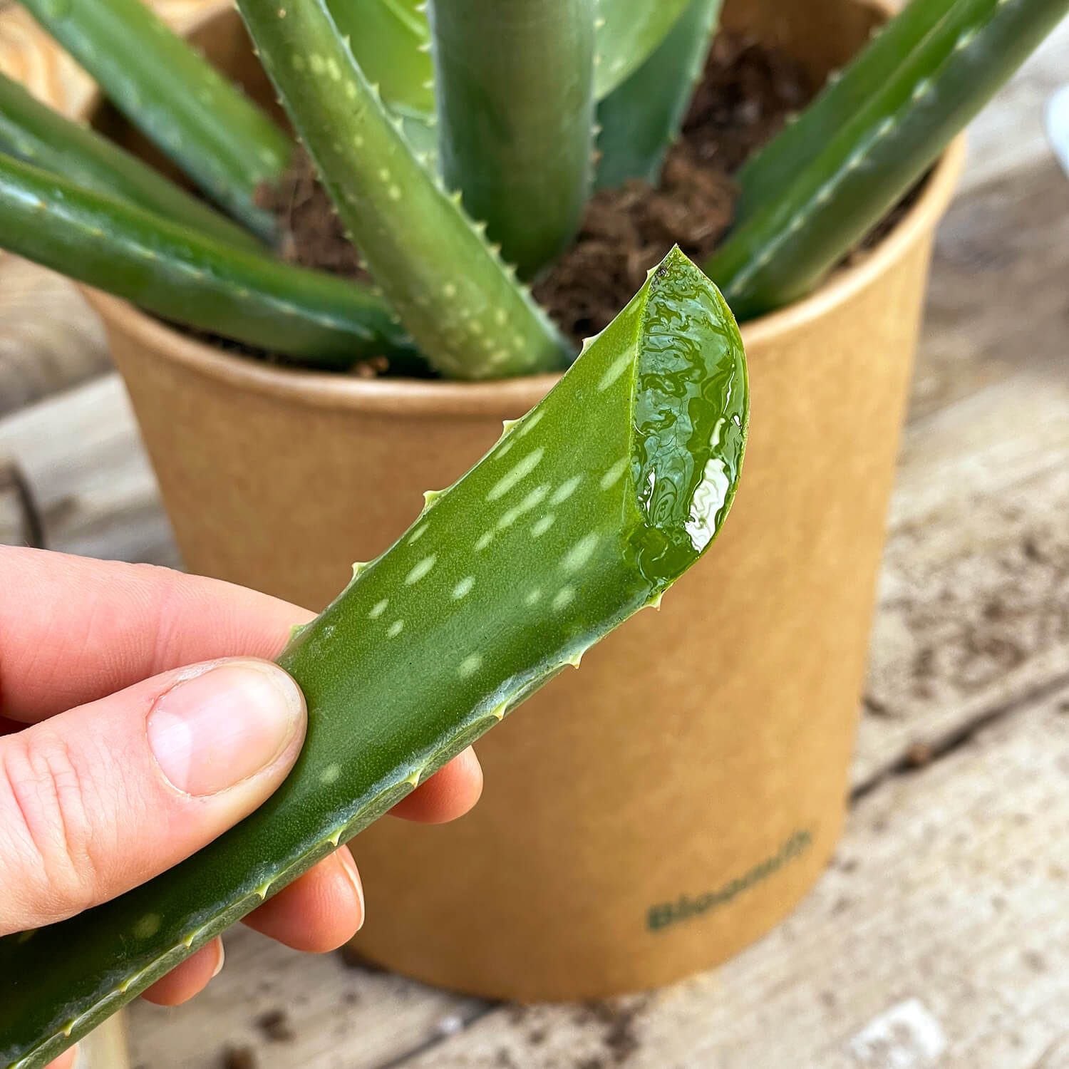 Aloe Vera "Alfonso"