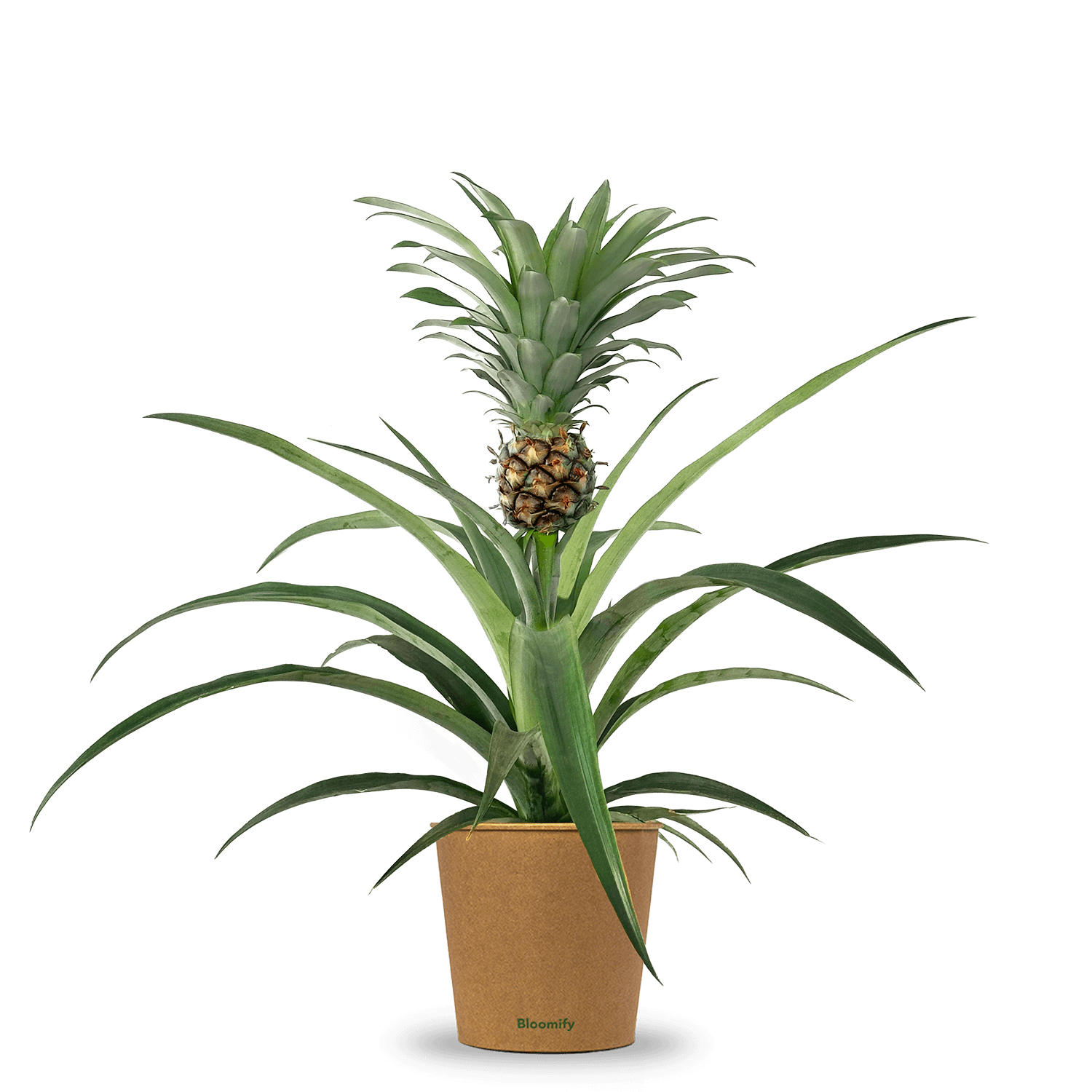 Ananas 