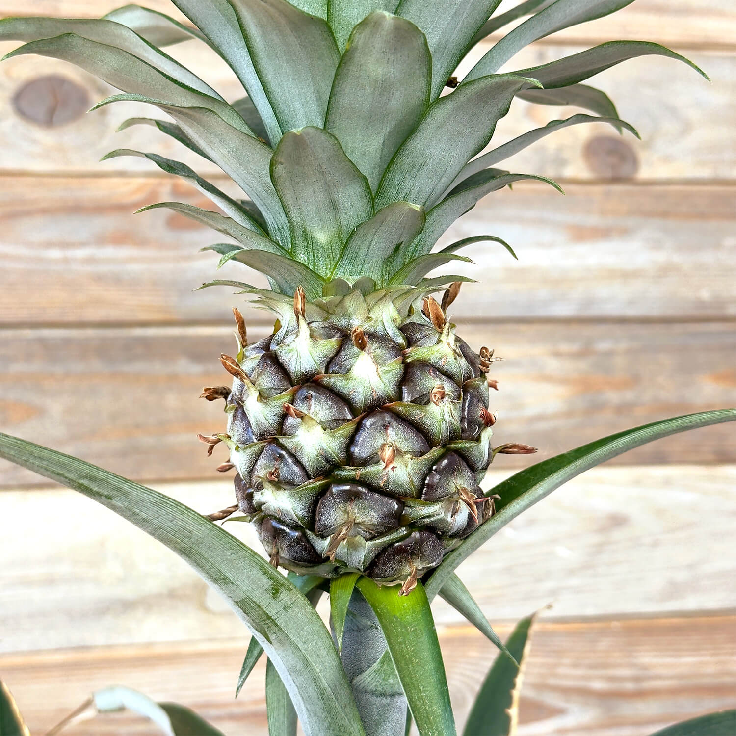 Ananas "Anna"