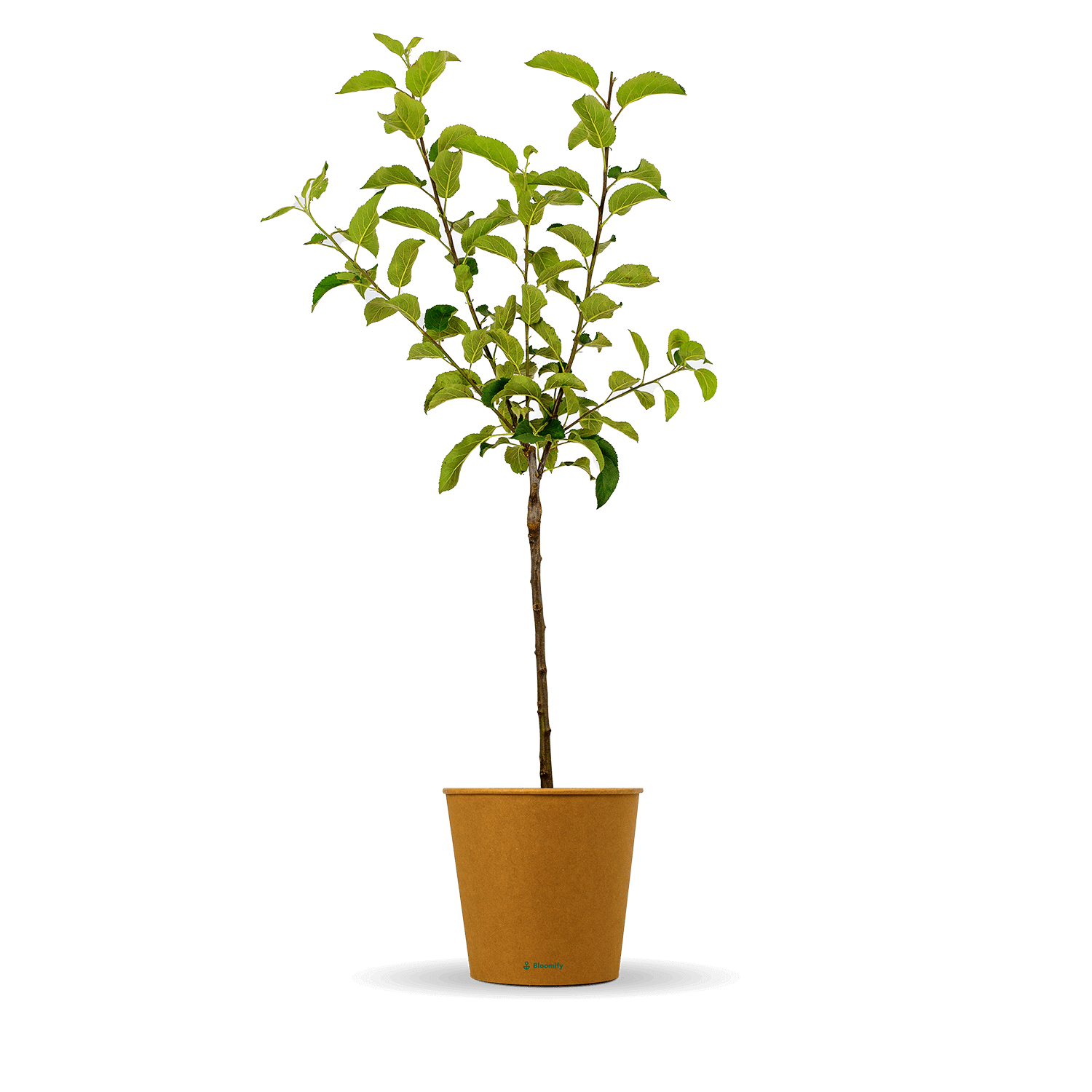 Apfel Boskoop "Anton" (Bio)