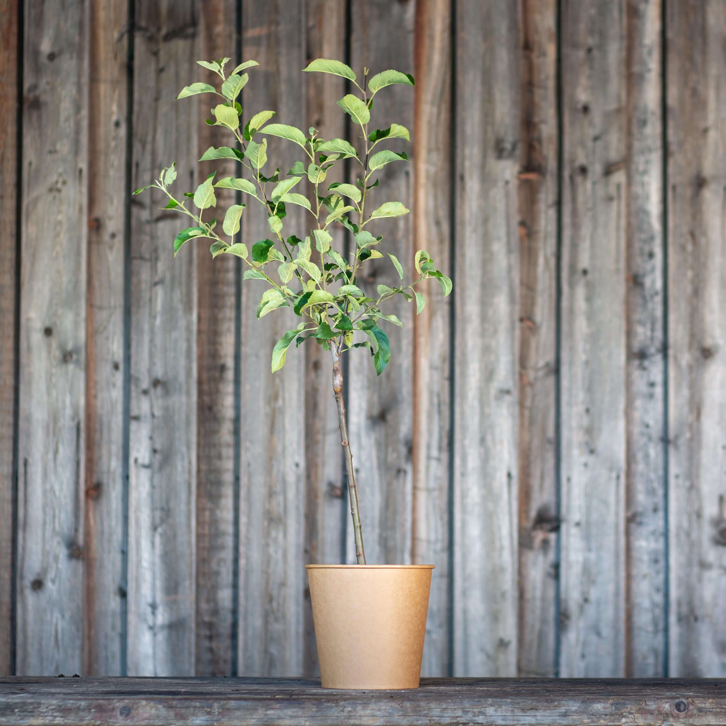 Apfel Boskoop "Anton" (Bio)