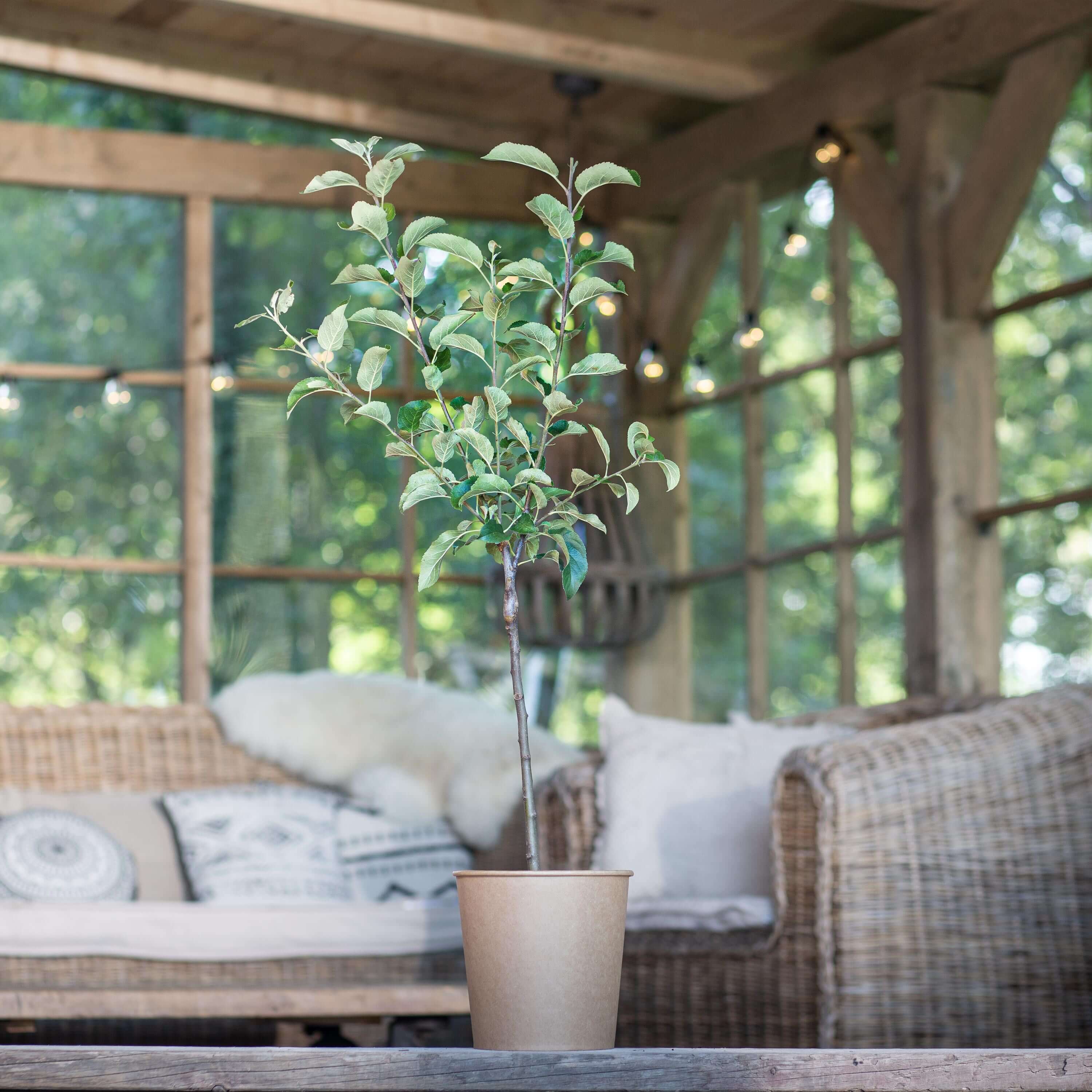 Apfel Boskoop "Anton" (Bio)