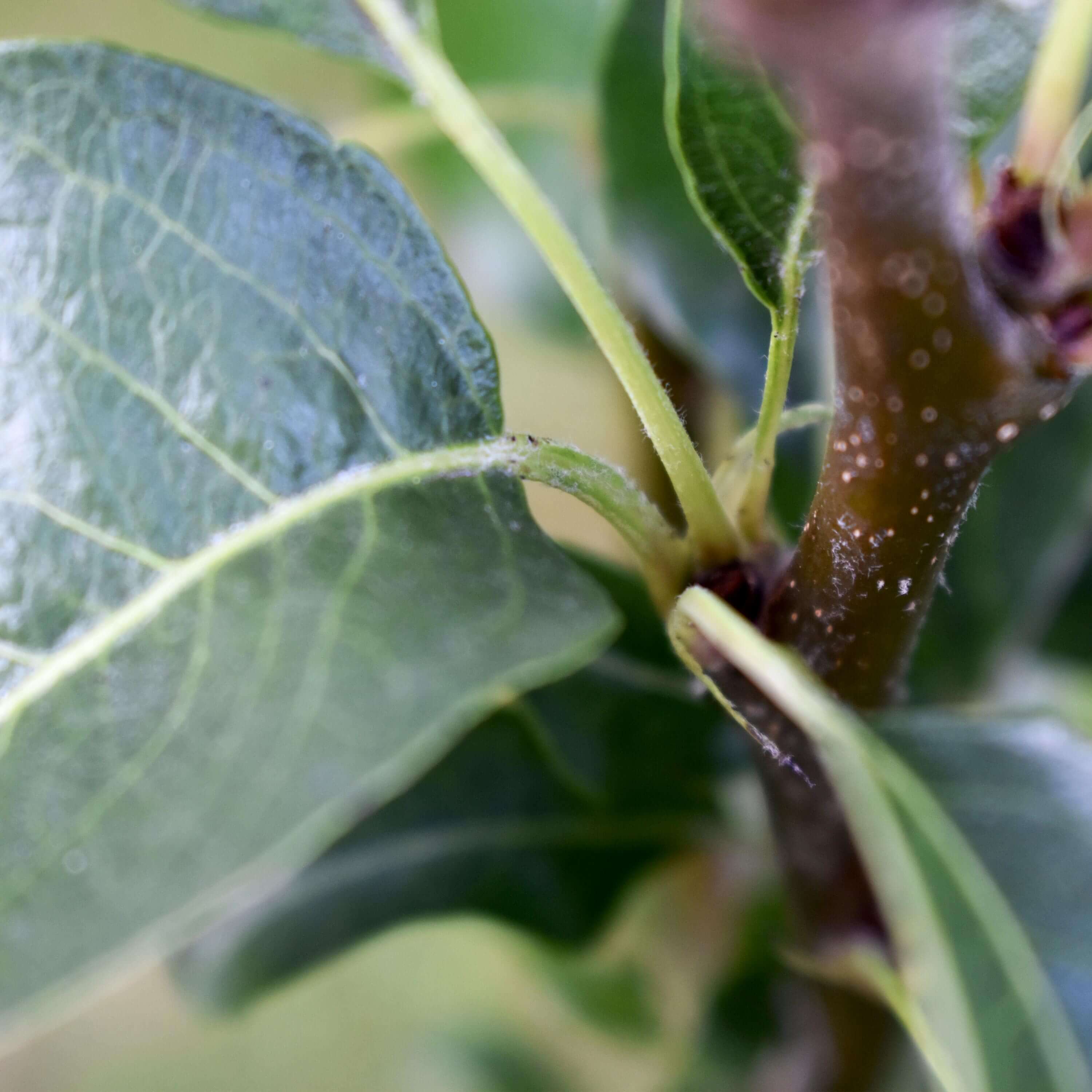 Apfel Boskoop "Anton" (Bio)