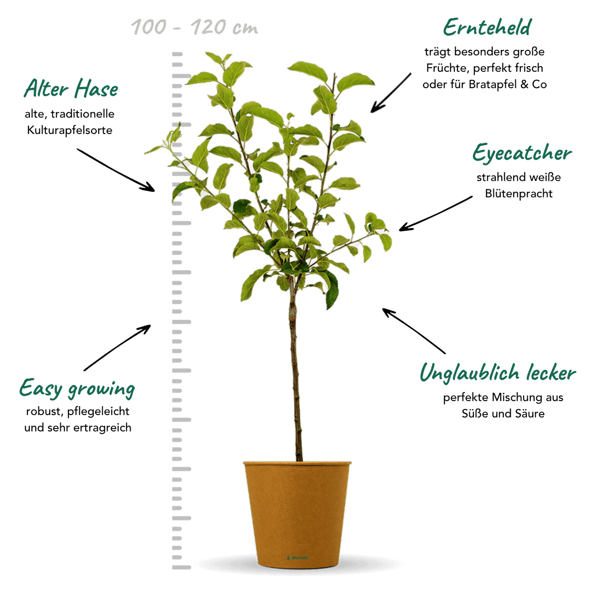 Apfel Boskoop "Anton" (Bio)