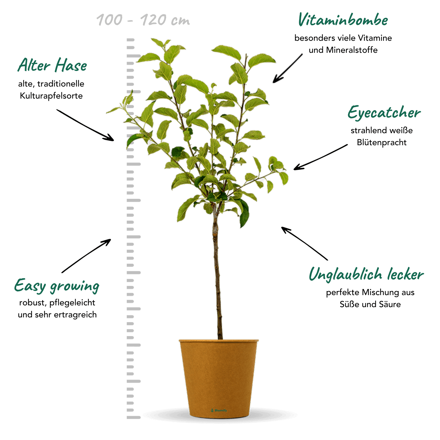 Apfel Boskoop "Anton" (Bio)