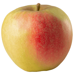 Balkon-Apfel Elstar "Antje"