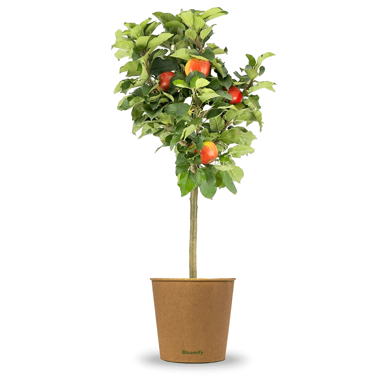 Balkon-Apfel Elstar "Antje" (Bio)