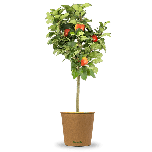 Balkon-Apfel Elstar "Antje" (Bio)