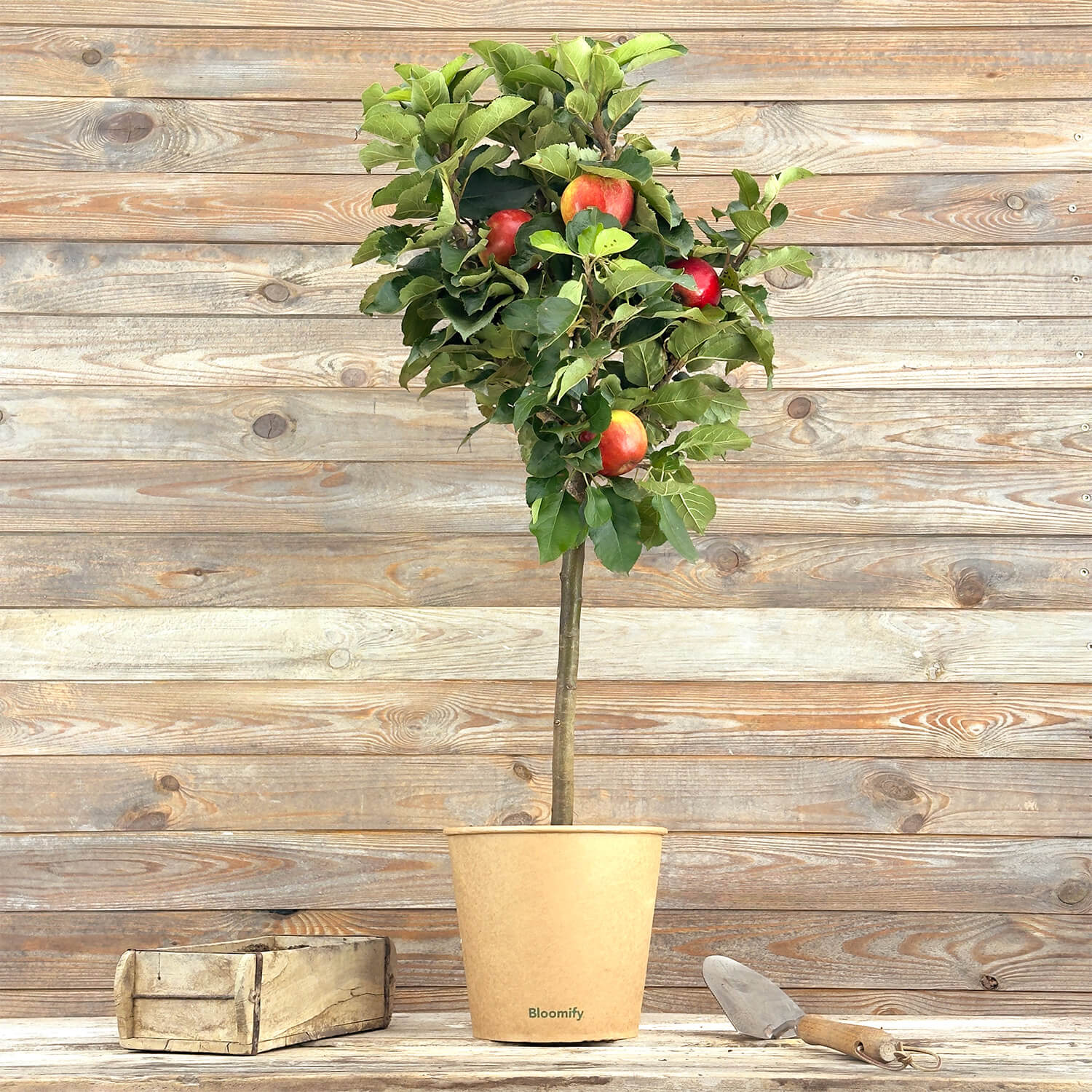 Balkon-Apfel Elstar "Antje"