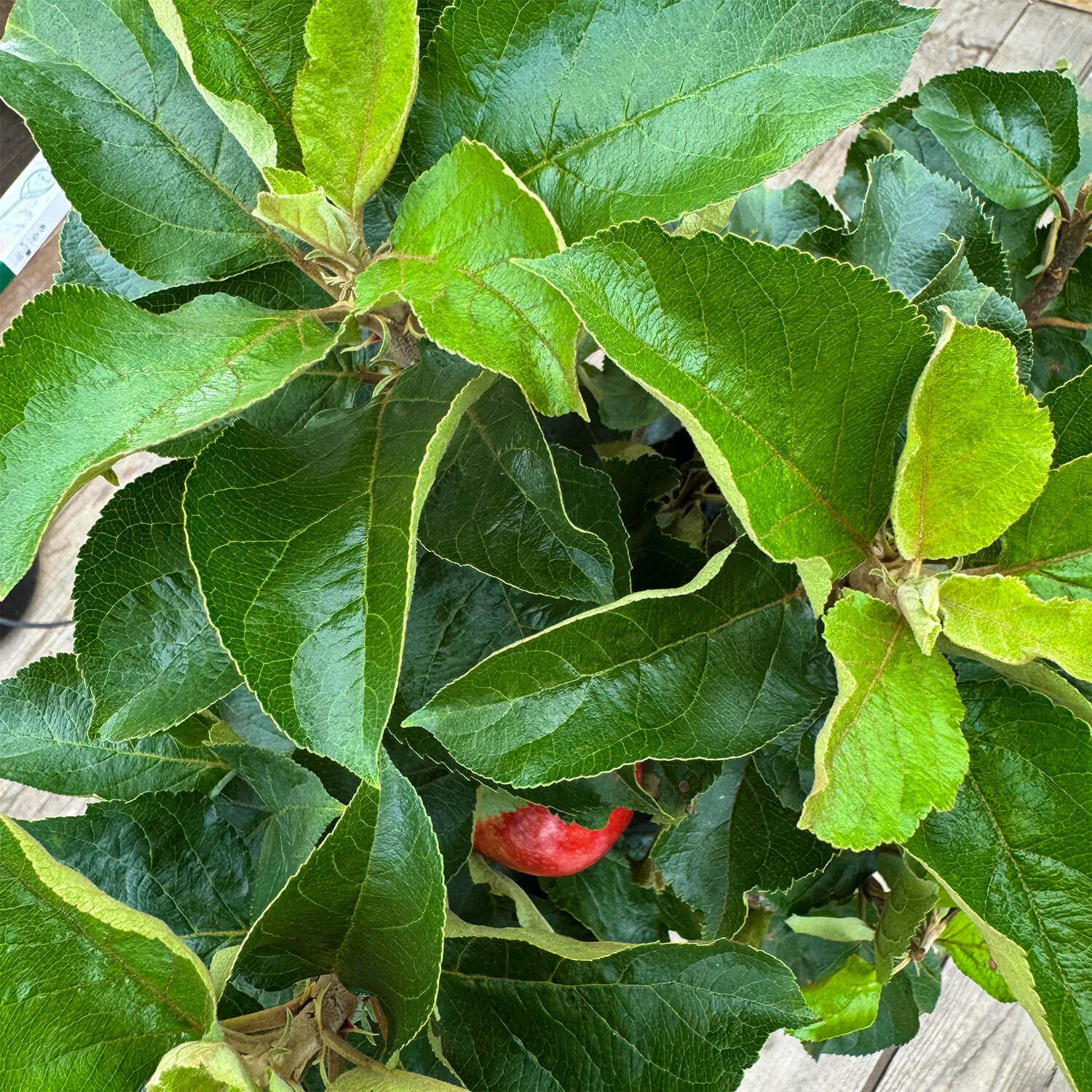 Balkon-Apfel Elstar "Antje"