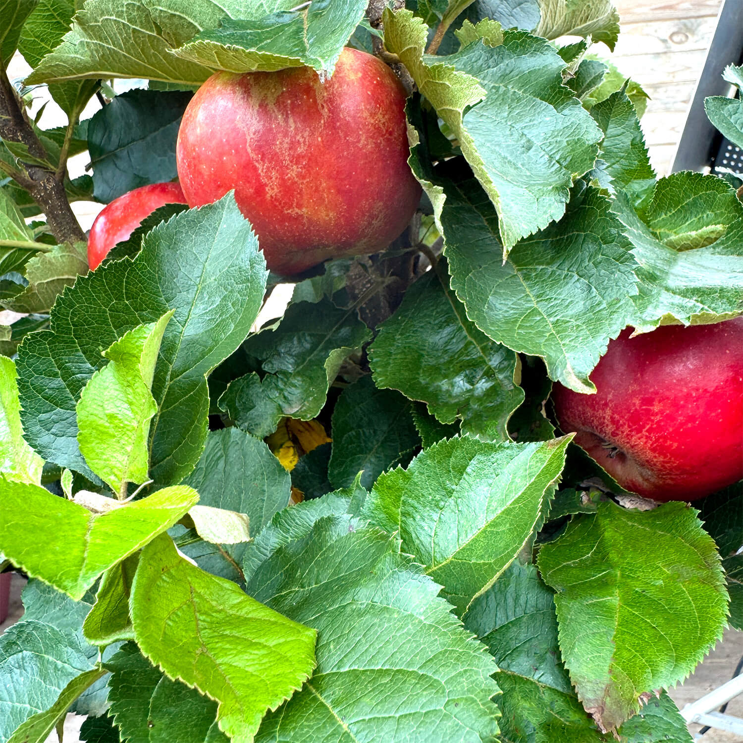 Balkon-Apfel Elstar "Antje"