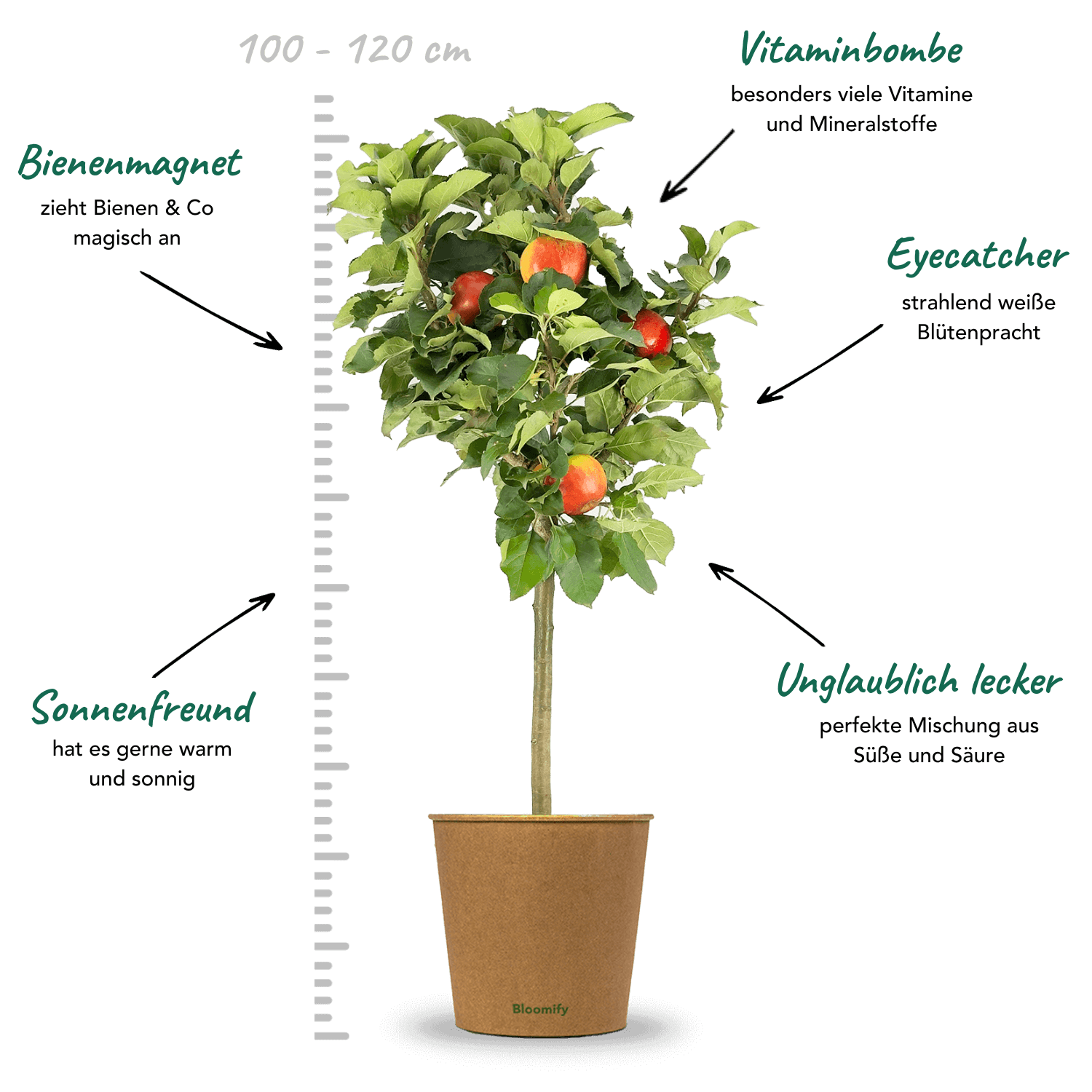 Balkon-Apfel Elstar "Antje" (Bio)