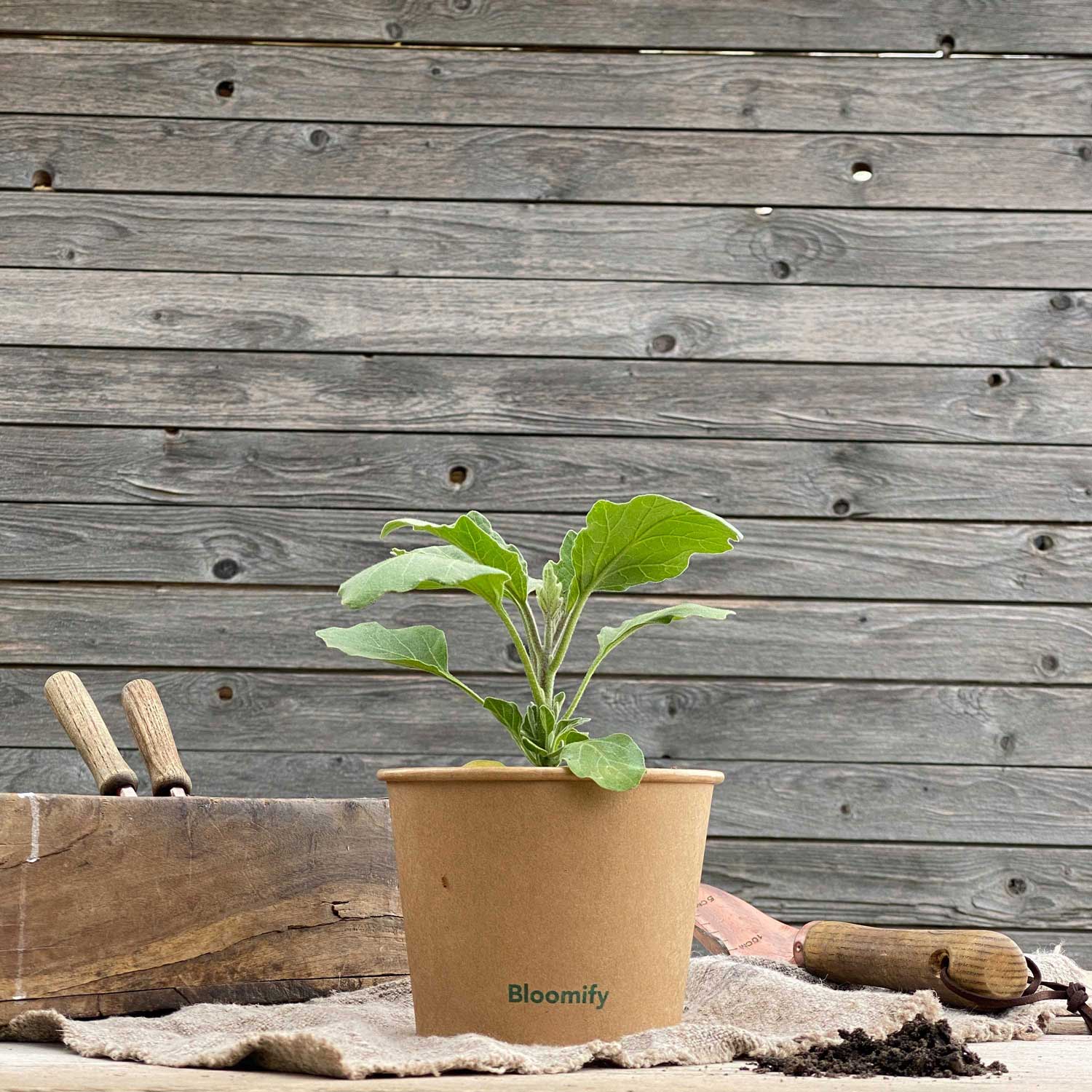 Aubergine "Adalbert"