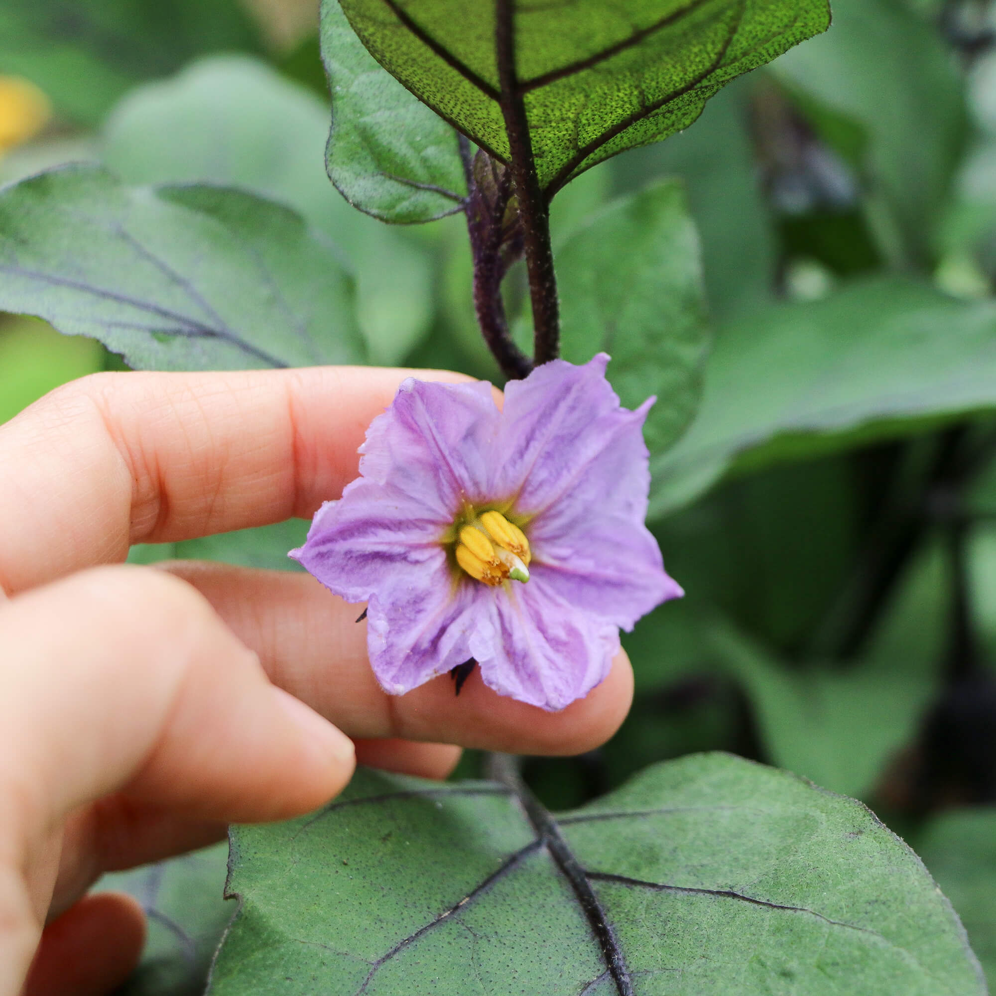 Aubergine "Adalbert"