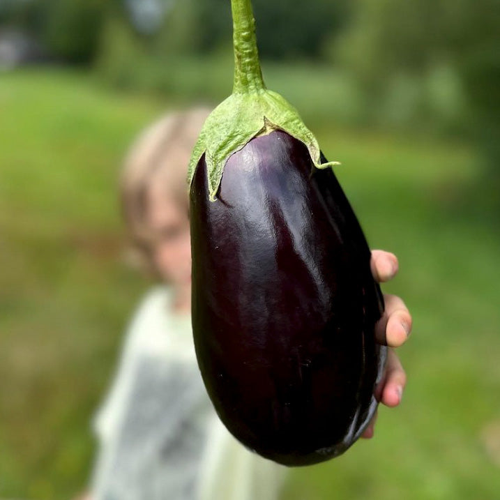 2 x Aubergine "Adalbert"