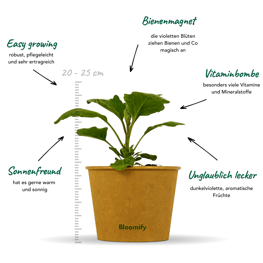 Aubergine "Adalbert"