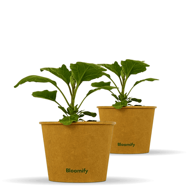 2 x Aubergine "Adalbert"