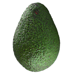 Avocadobaum "Alejandro"