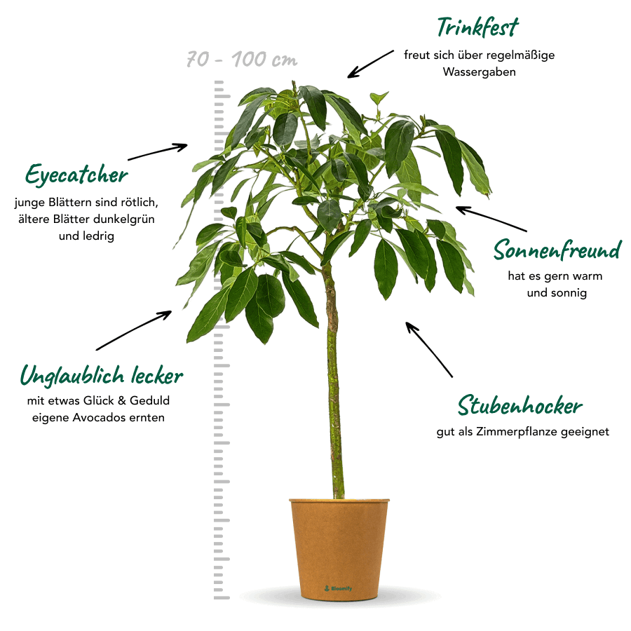 Avocadobaum "Alejandro"
