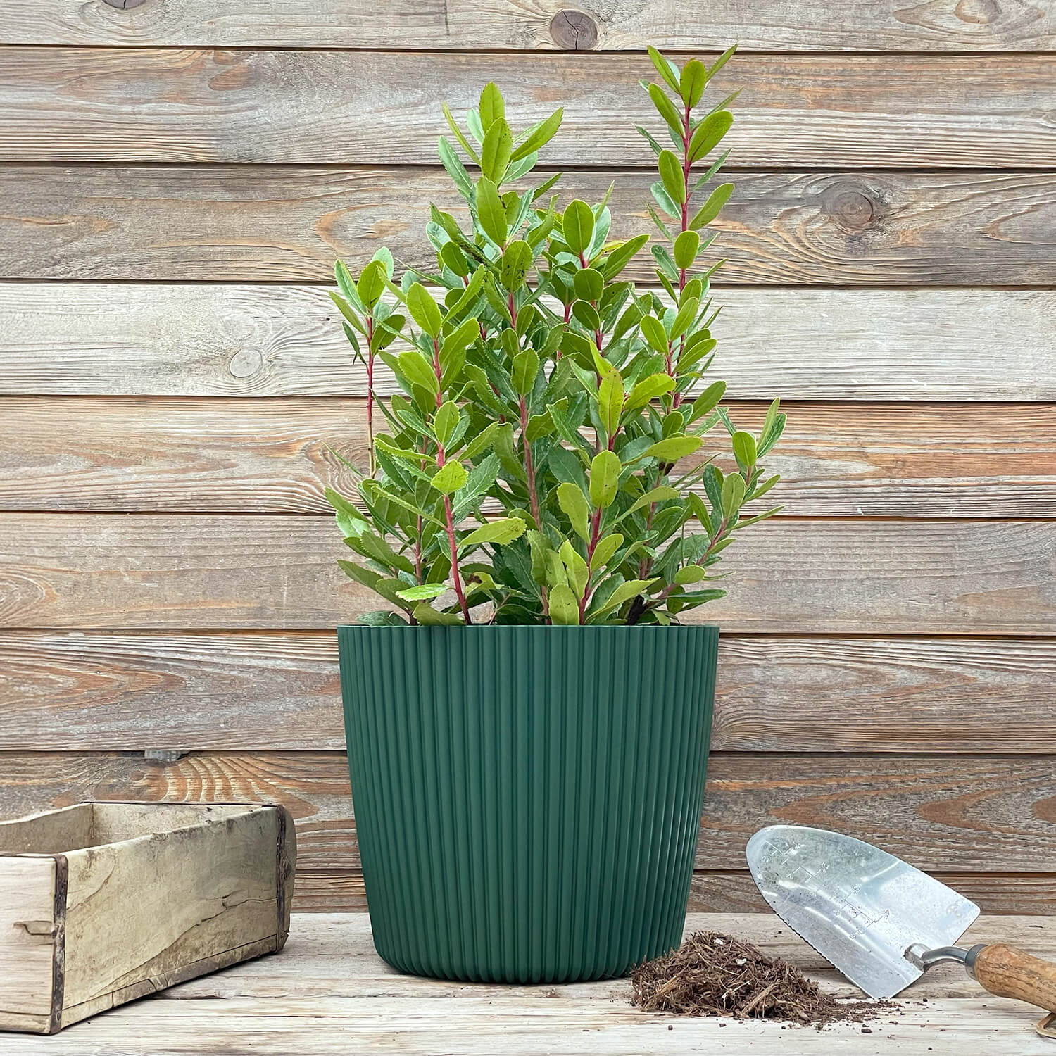 Übertopf Kieferngrün (25 cm)