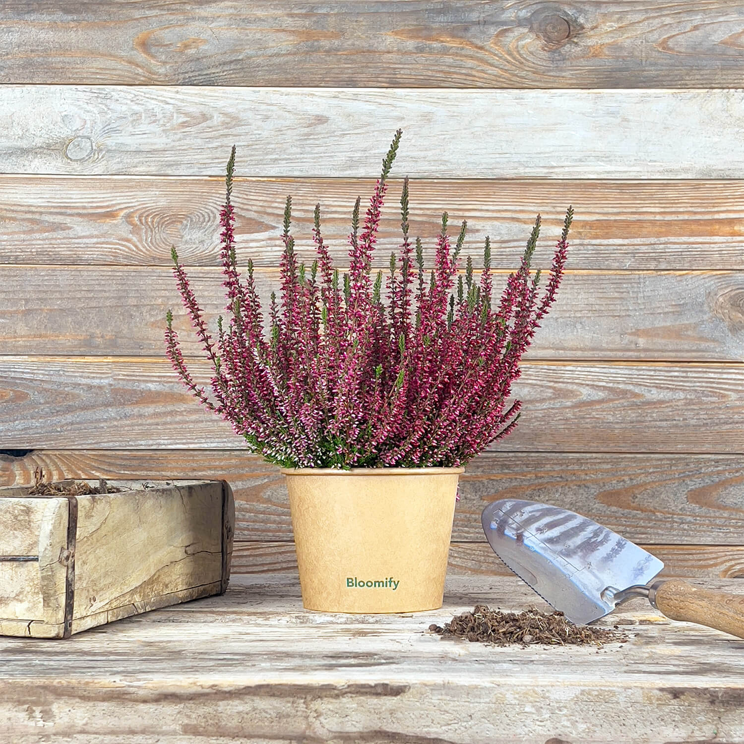 6x Heide rot "Hannah"