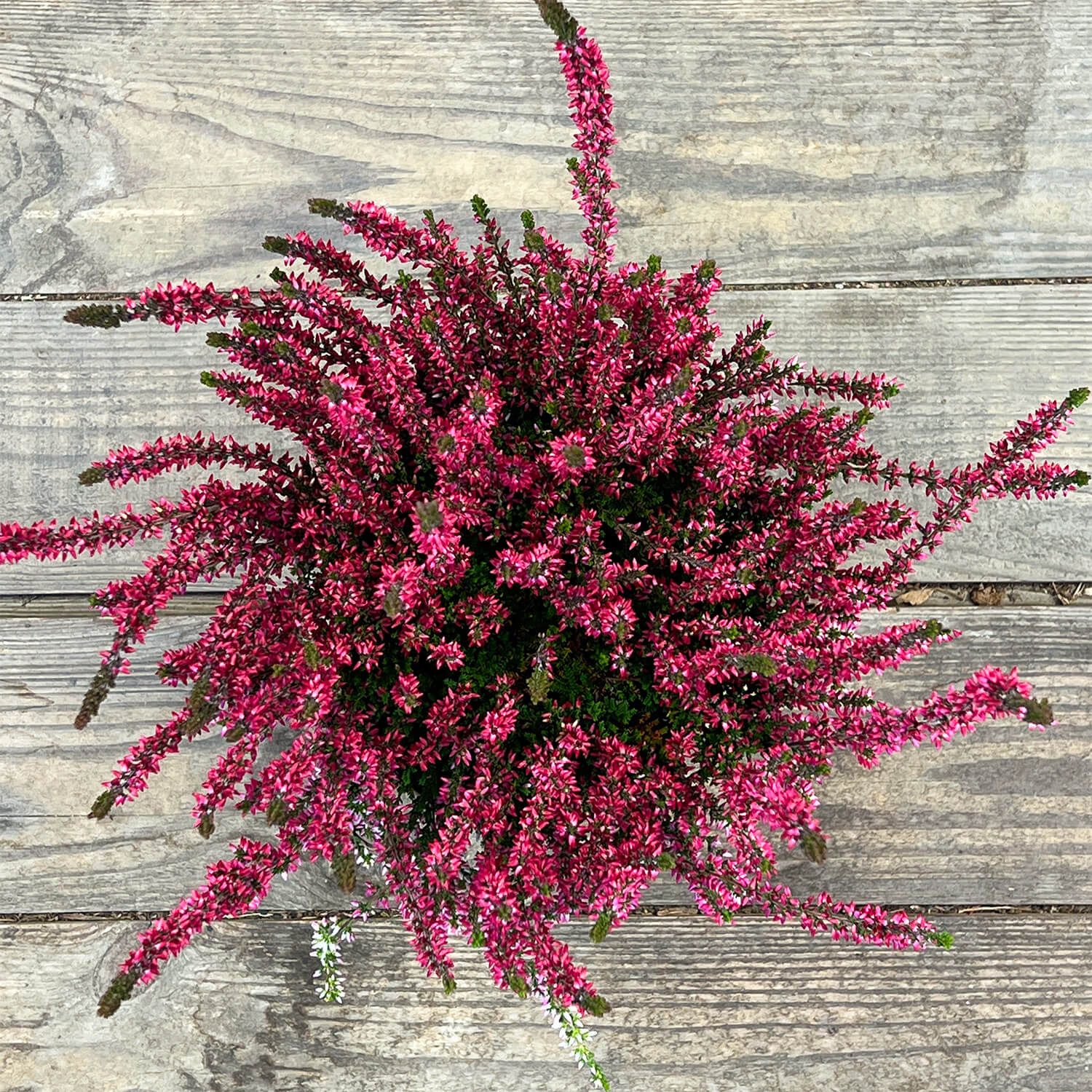 6x Heide rot "Hannah"