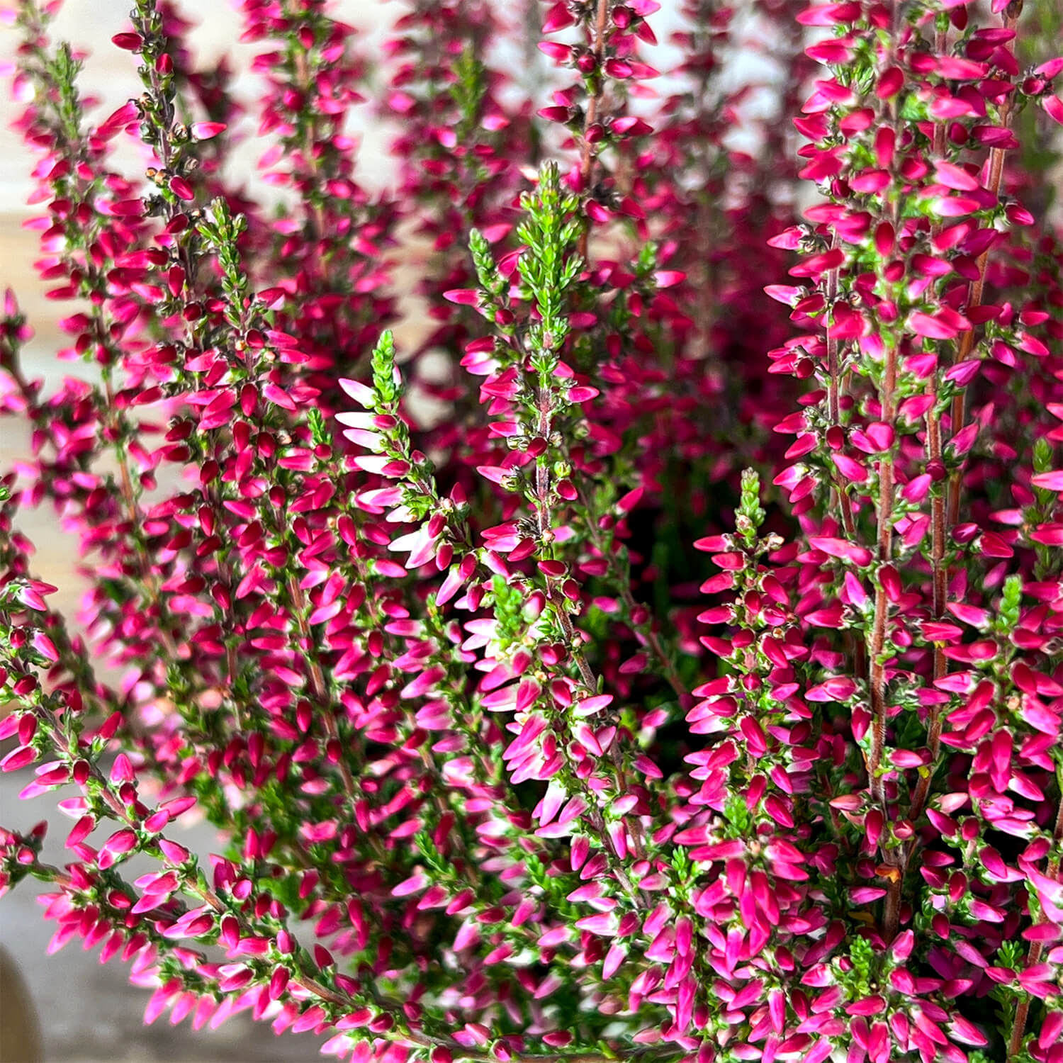 6x Heide rot "Hannah"