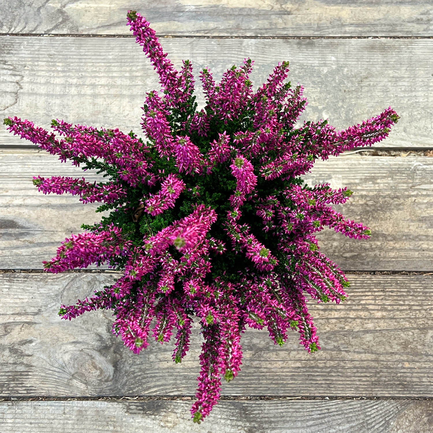 6x Heide lila "Hannah"