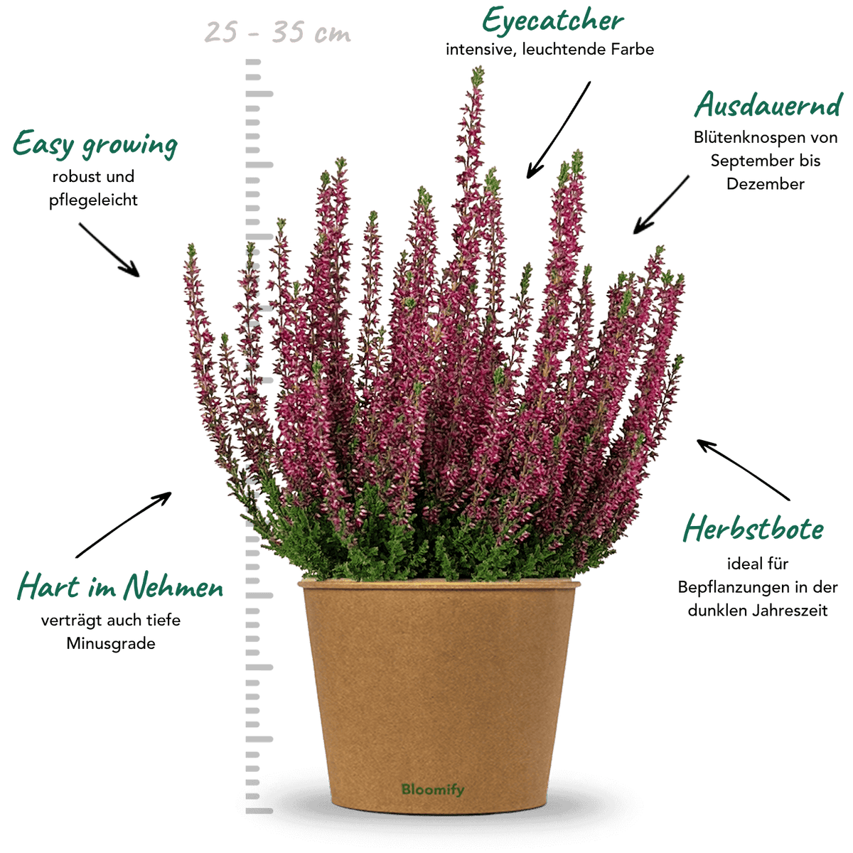 6x Heide lila "Hannah"