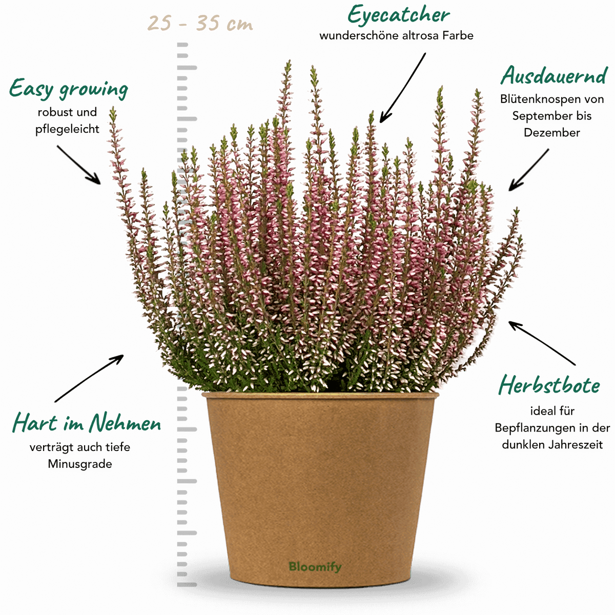 6x Heide rosa "Hannah"