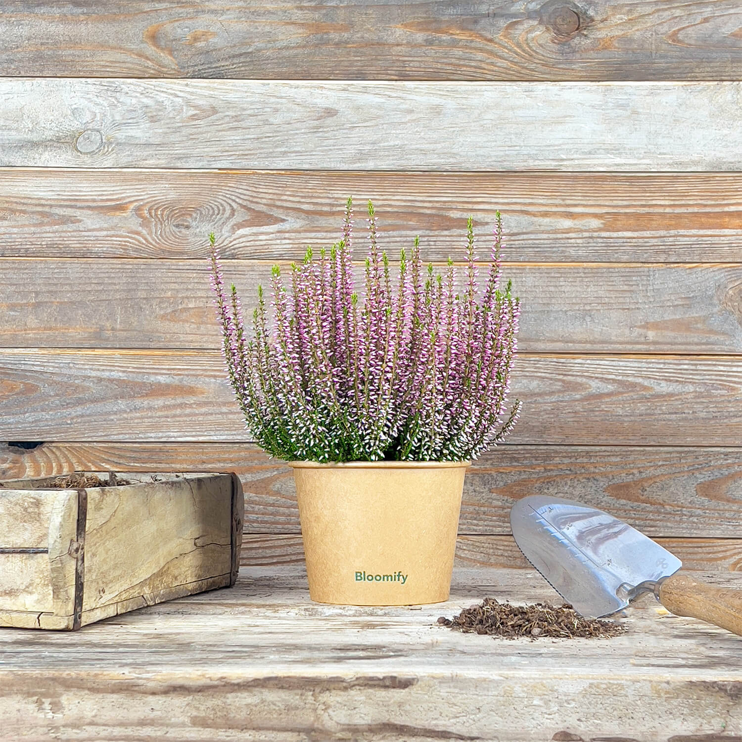 6x Heide rosa "Hannah"