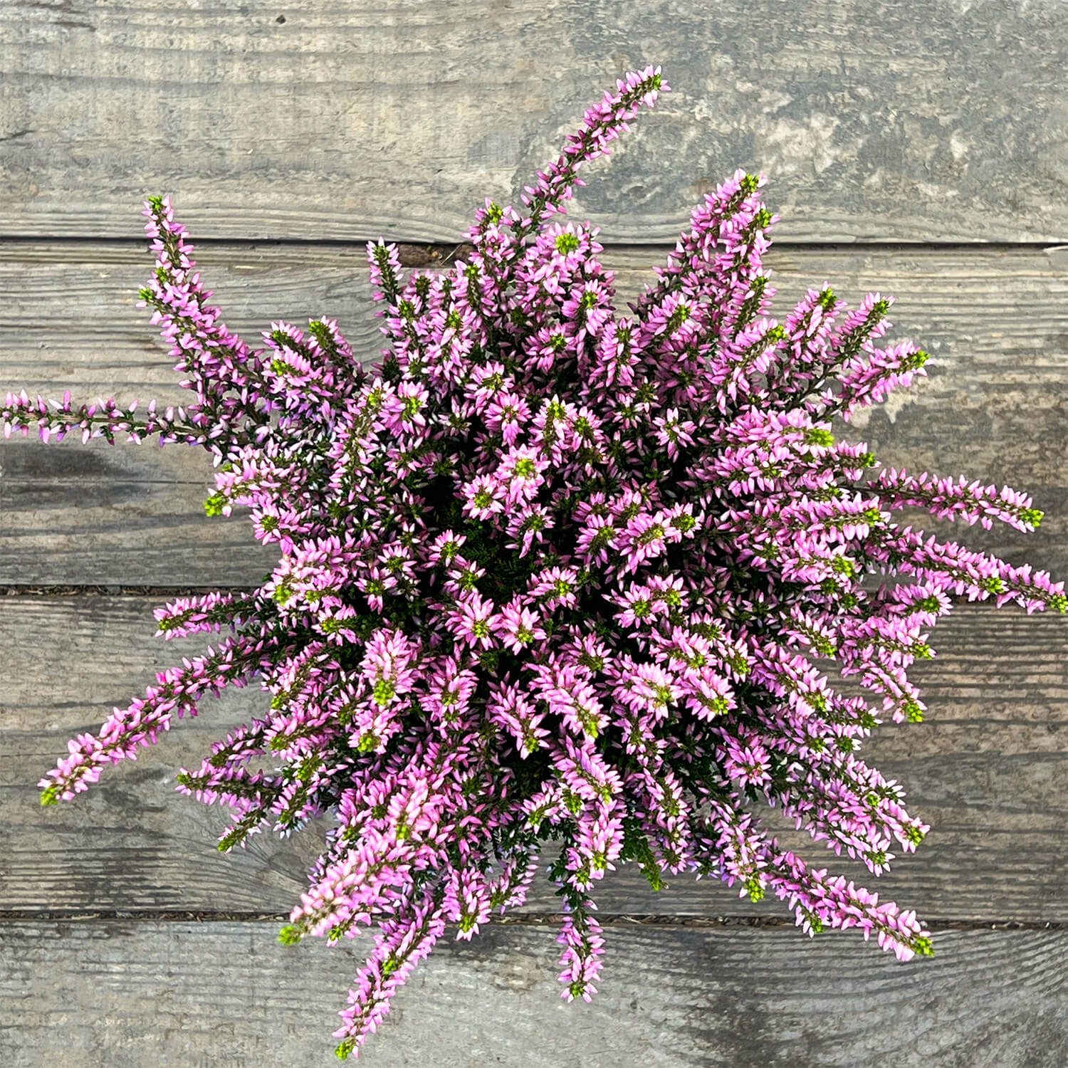 6x Heide rosa "Hannah"