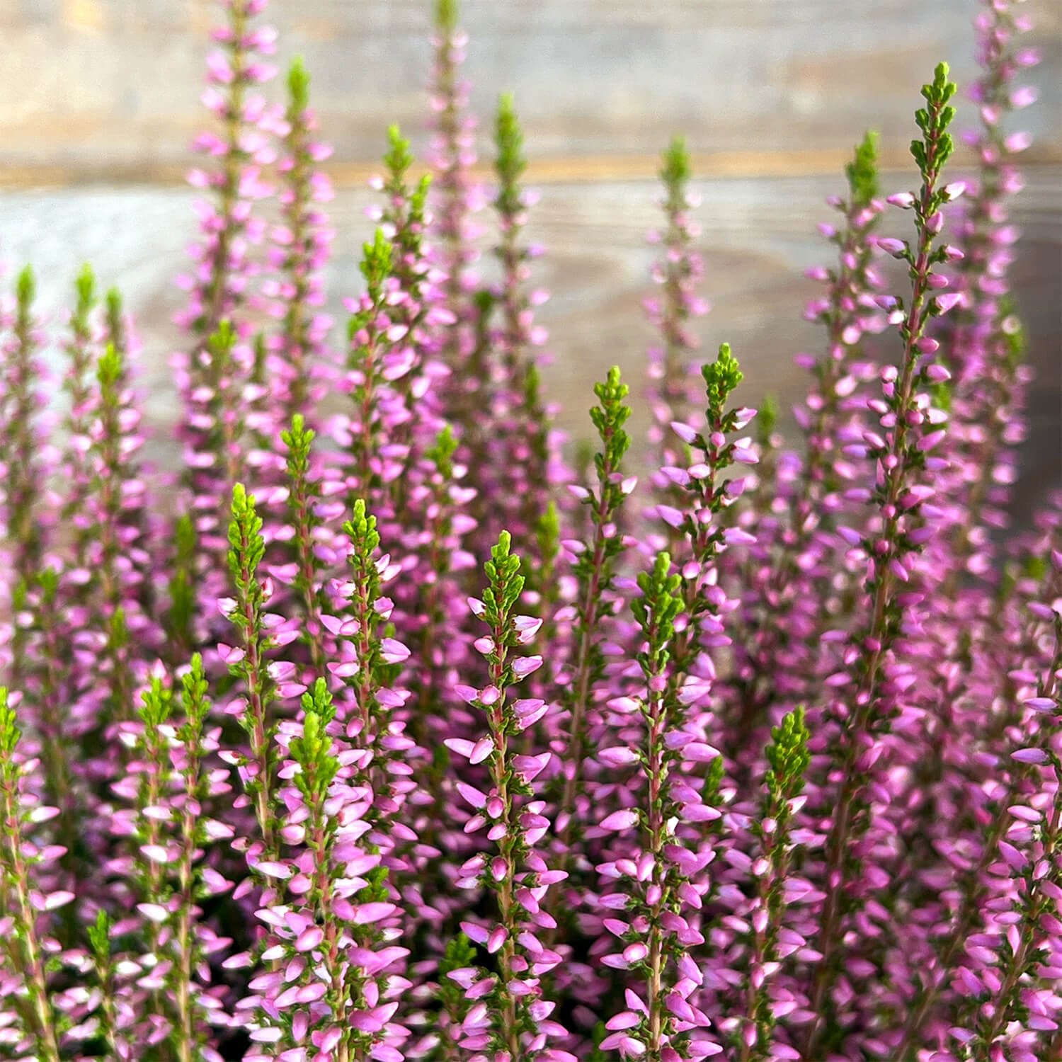 6x Heide Mix "Hannah"