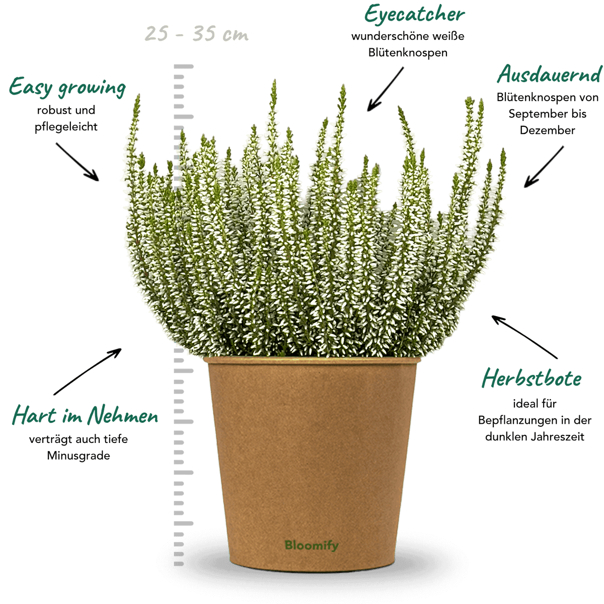 6x Heide weiß "Hannah"